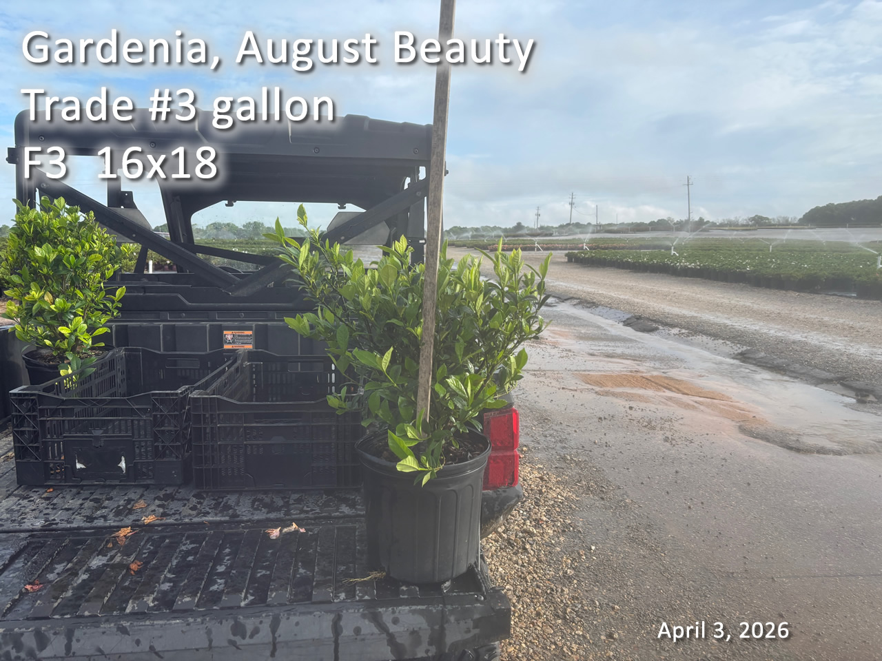 gallery/gab3t f3 apr3.jpg